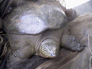 Functionally Extinct: The Last Known Female Yangtze Giant Softshell Turtle Dies