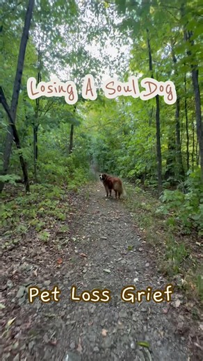 Pet loss grief from losing a soul dog. It’s heartbreaking 💔 #petloss #grief