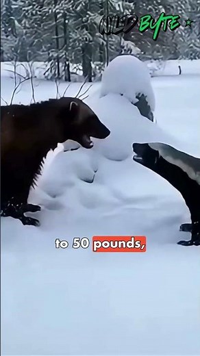 🐾 What Makes the Wolverine So Fearless? 😱