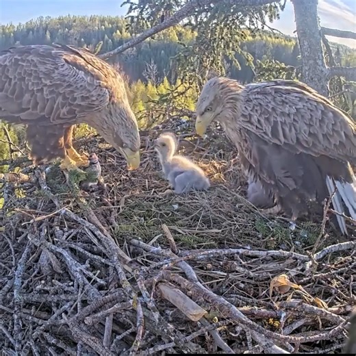 11M views · 231K reactions | Review bird nest family daily life in their nest [ Ep75 ] - Review mother birds bring food to feed her babies in the nest #birdslover #reviewbirdnest #naturelovers #birdsounds #birdschirping #birdsofinstagram #birdlife #birds #birdswatching #birdsnest #wildbirdsphotography | Bird Plus Nature | Facebook