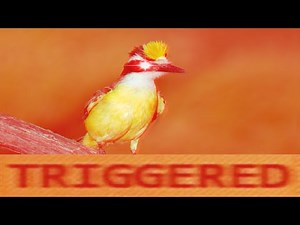 BEM TE VI EARRAPE (1 HORA)