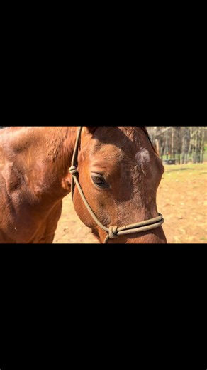 Exploring Western Pleasure Saddle Features