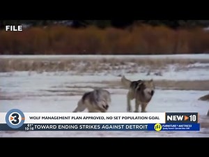 Wisconsin Natural Resource Board members approve wolf management plan without set population goal