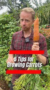 5 simple tips to growing great Carrots. #BigLittleFarmAU #AussieFarms #FarmLifeAU #SustainableFarming #RuralAustralia #FarmFresh #GrowYourOwn #CountryLivingAU #FarmStories #AustralianAgriculture | Big Little Farm