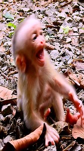 Pitiful baby monkey crying very loud because of hungry milk! | Monkeys Premature