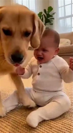 Dog Licks Baby’s Face NONSTOP 😭😂 | Cutest Chaos Ever Funniest Baby Reaction 2025