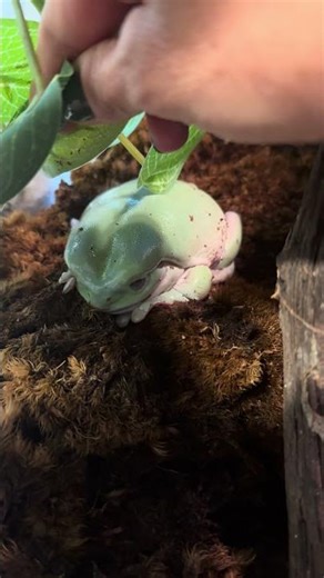 Dumpy sleeping so cute! #dumpyfrog #frog #treefrog #amphibian #subscribetomychannel