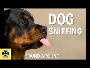 Dog Sniffing, Licking & Drooling Sound Effect – Funny and Realistic Rottweiler Audio