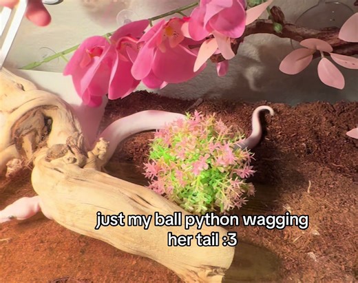 shes such a cutie everyone say hi rn #snake #ballpython #cutecore #pink #snakes @