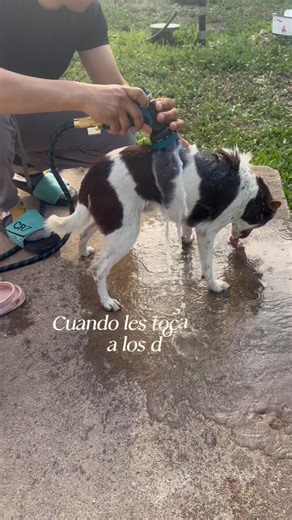 When it's their bath time 🧼 #dailylife #dogs #happydogs