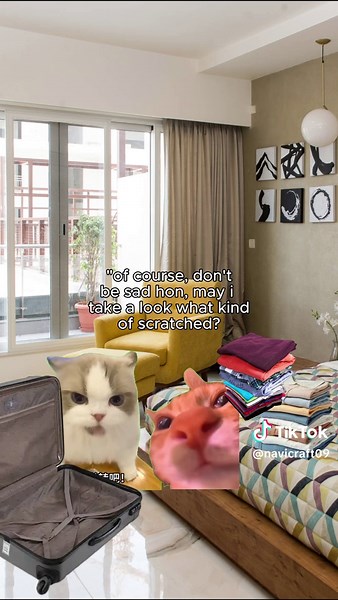 Relatable Cat Meme: The Art of Scratching