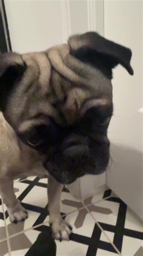 My Dog's Miraculous Survival After Car Accident