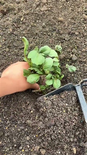 Agricultural Techniques: Potato Seedling Planting Method | 農業技術：ジャガイモの苗植え工法