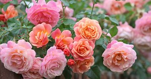Alan Titchmarsh gives advice on growing shrub roses