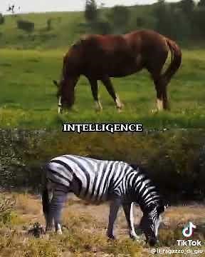 horse vs zebra 1v1edit wildlife edit
