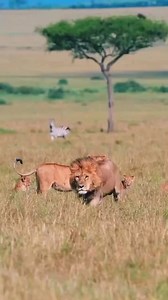 1.5M views · 23K reactions | 女 LION RUNNING THROUGH THE SAVANNAH A...