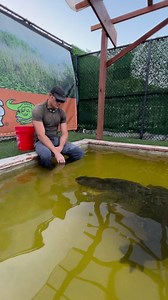 19M views · 178K reactions | AMBUSH PREDATORS! I explain this one...