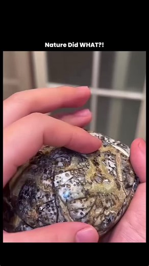 REACHX on Instagram: "This stunning geode is a naturally occurring rock formation that formed over millions of years. Geodes begin as hollow cavities in volcanic or sedimentary rocks, often created by gas bubbles or organic material. Over time, mineral-rich water seeps into these cavities, depositing layers of crystals that slowly grow inward, forming the sparkling interior seen when the rock is cracked open. The vibrant colors and crystal structures vary depending on the minerals present—common