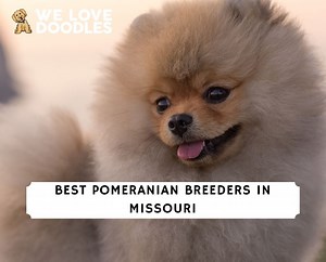 8 Best Pomeranian Breeders in Missouri! - We Love Doodles