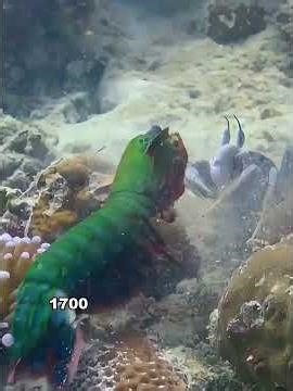 this is a spy crab sent by humans