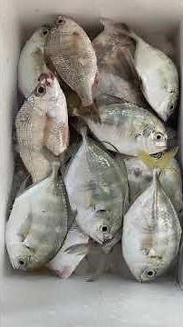 How to pack the 5 Kg medium size fish in Thermocol box