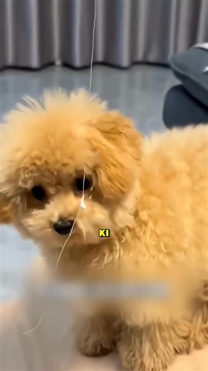 The Easiest Tooth Pull Ever #reels. | Aicraftwala