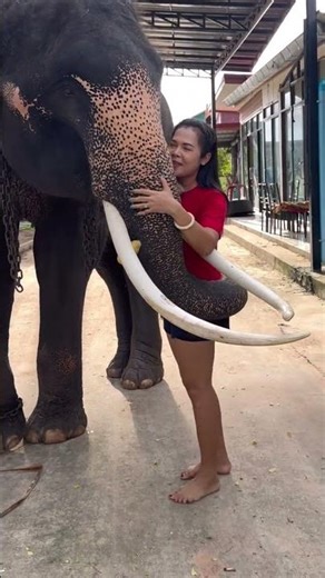 Little elephant Maha Heng misses his mother and hugs and kisses her non-stop. I love elephant, Ma...