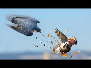This Bird Hits Its Prey at 300 km/h | Full Life Cycle from Egg to First Flight | Peregrine Falcon