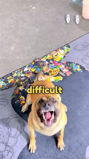 These Dogs Are Smarter Than You 😮😮