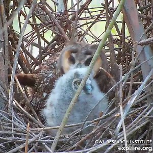 A tender moment as a Long-eared owl mom grooms her chick on the Owl Research Institute live camera. Watch live owl cams at explore.org/owls | explore.org