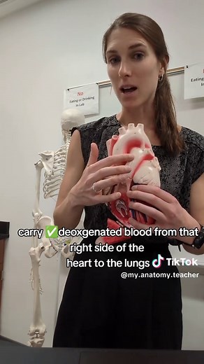 Understanding Blood Flow: Deoxygenated vs Oxygenated