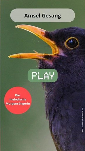 🎵 Amsel Gesang – Die schönsten Melodien im Frühling