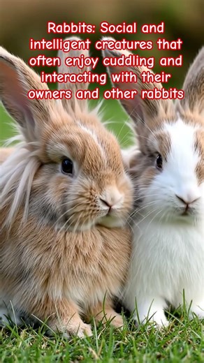 "Rabbits can be very friendly, affectionate, and intelligent companions that bond with their owners"