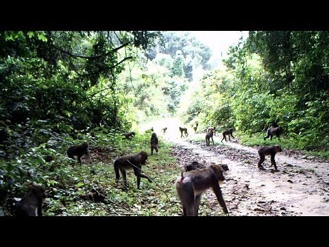 A large horde of mandrills in the Gabon jungle: 300 individuals! Incredible!