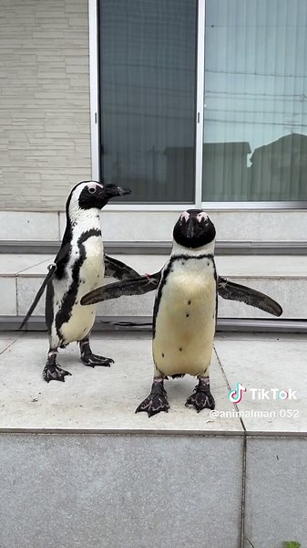 せっかく入れたてプール2日目なので雨が降る前に朝プールしました🐧🐧 #ケリー #リチャード #ハッピーハッピー #ペンギン #プール #penguin #朝イチ #CapCut