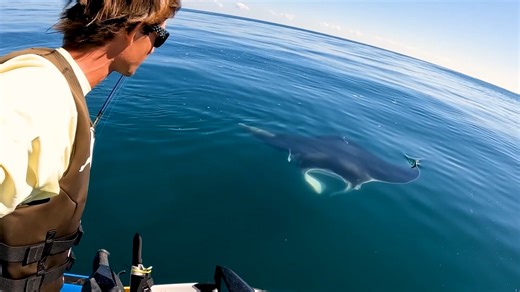 This is getting manta rays killed chaos during cobia season