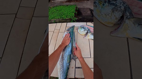 How to fillet a Spanish mackerel #fishing #spearfishing #fishmonger
