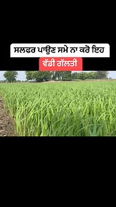 60K views · 1.1K reactions | Sulphur in paddy | Lovepreet Bhullar | Facebook