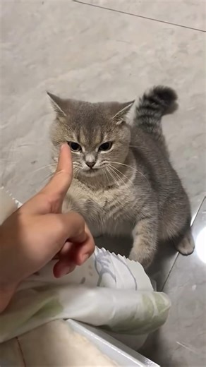 Crazy Cats Camera 📷😜🐈