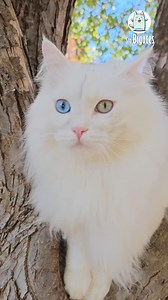 Los gatos #angora son los pioneros del pelo largo en el mundo felino y los antepasados de todas las razas de pelo largo. 🐱☝️ | Sra Bigotes