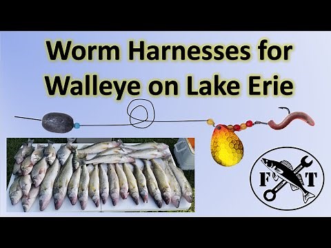 Using a Worm Harness at Lake Erie - June 2020