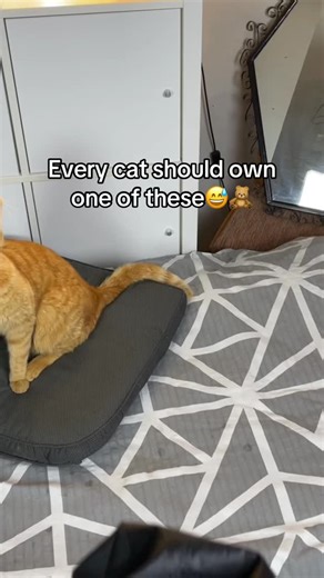 Flappy Bird Toy on Instagram: "They all should😅"