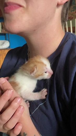 little kitten is not hungry, mama is right by us, is not hurt, is not in danger, isnt scared or theyd be hissing. some kittens are just loud and scream more than others. this one just happens to be loud and dramatic. we have 6 other cats besides the kittens, and have had cats our entire lives. we know what we’re doing and the kitten is OKAY. #kitten #redrockranch #barncats #catlover