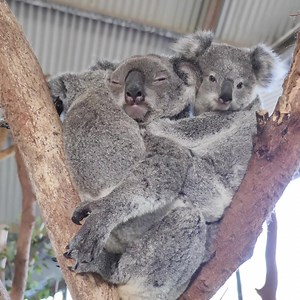 1.2M views · 9.3K reactions |  Isn't it nice when siblings play nicely together   These adorable baby koalas from the Billabong Zoo in Port Macquarie, are having a great time 'racing' up and down the eucalyptus trees.  Billabong Zoo | ABC Mid North Coast | Facebook