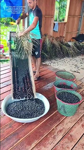 Açaí durchkämmen: Wie ein einfacher Holzrahmen tonnenweise Beeren von den Zweigen befreit