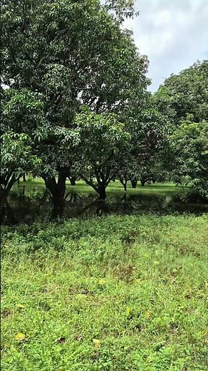 Flooded Mango Orchards | How Waterlogging Damages Trees