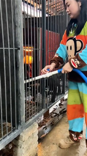 Feeding Time Innovation: Farmer Pours Nutrient-Rich Dog Food from Large Tank via Hose! 👀