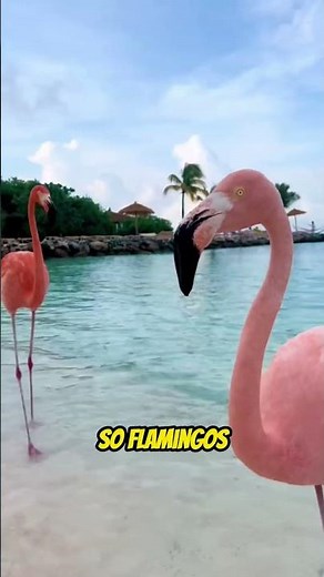Why Flamingos Are Pink? The Surprising Truth!