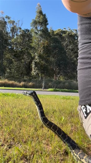 Snake Catcher Bronte 🐍 on Instagram: "How good is the sun! ☀️ Remember to have a snake catchers number handy incase you have an unwanted visitor 🐍 Call me if you have any questions or need a relocation 📞 Snake Catcher Bronte 0404 939 896 (Coastal Carpet Python)"