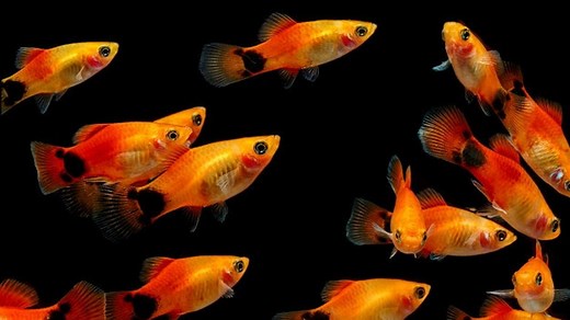 16 Jenis Ikan Hias Air Tawar Akuarium yang Awet, Mudah Dipelihara